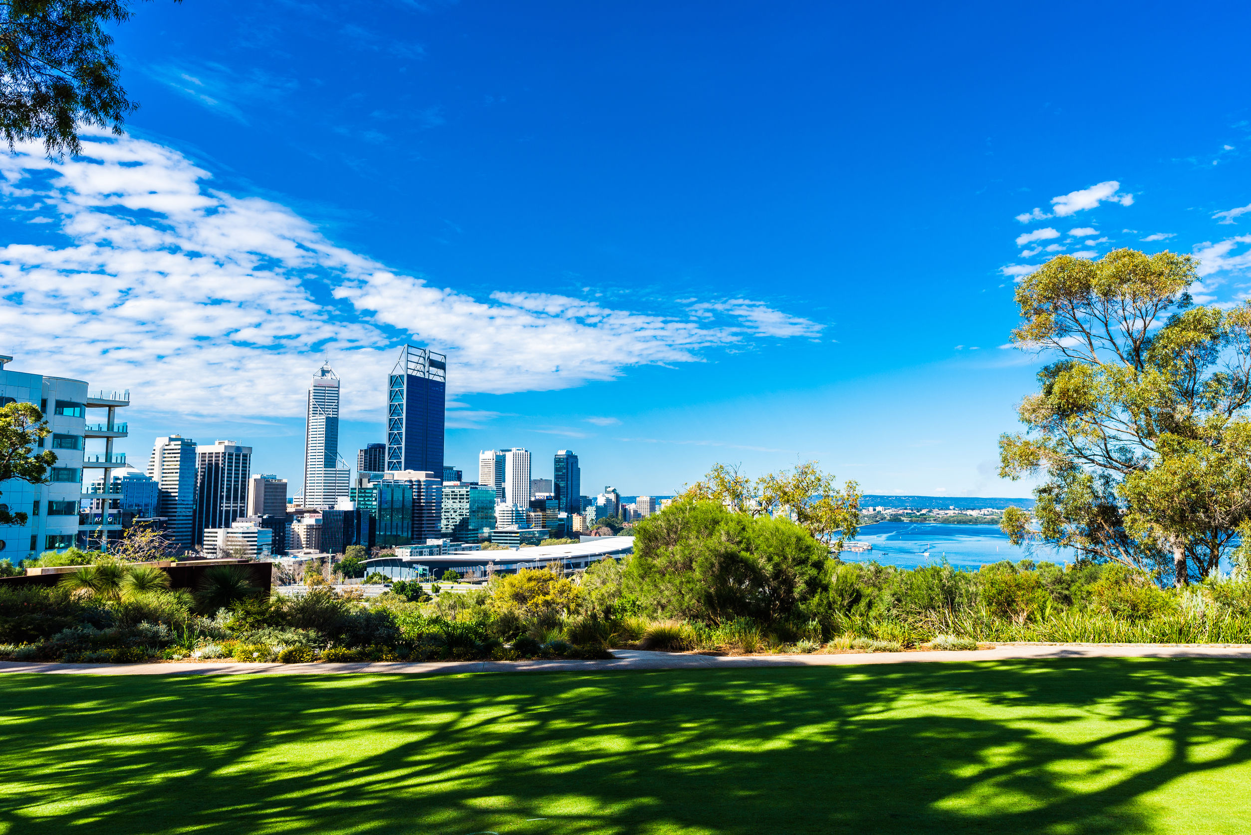 Chlorogenic Acid Source